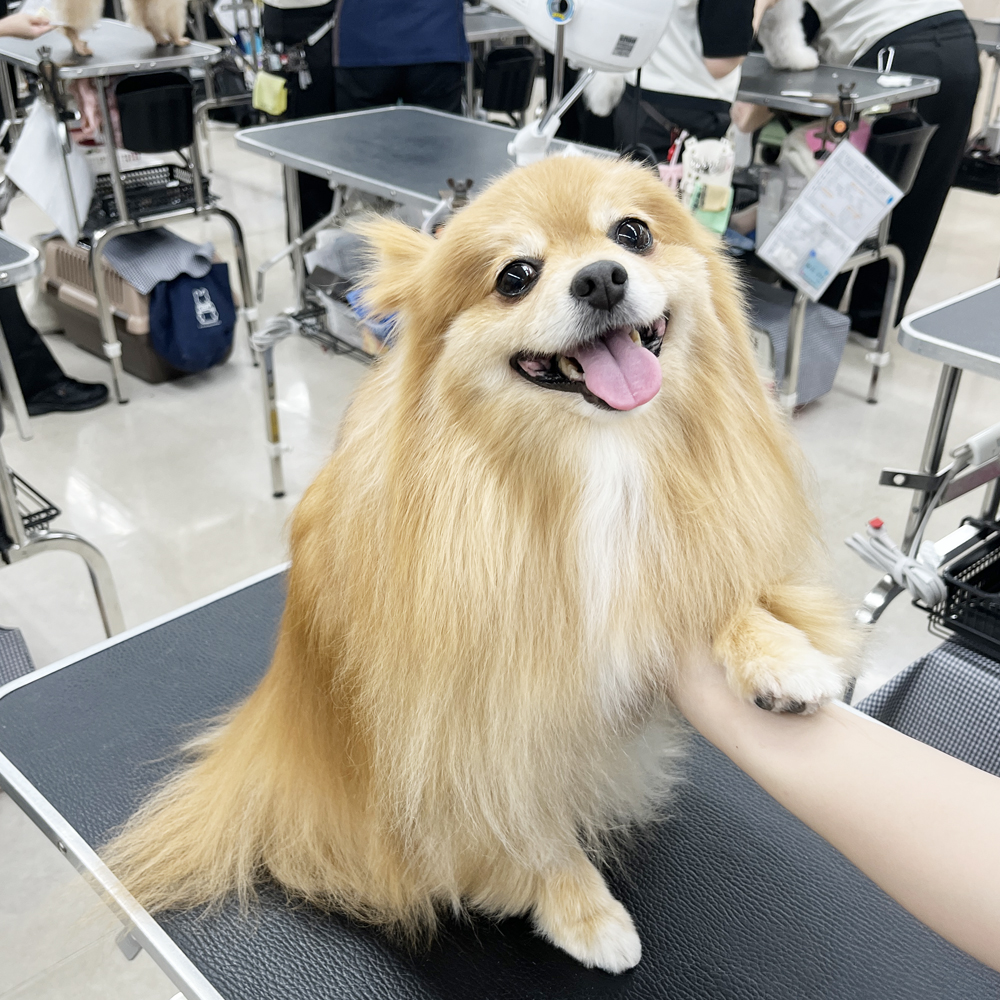 ２年生はお客様の愛犬をトリミング♪②